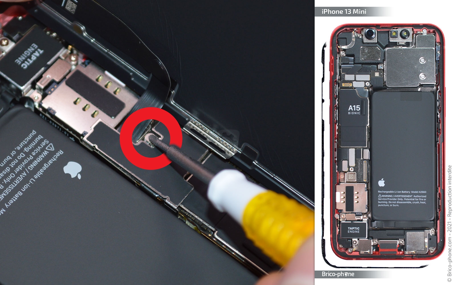 Changement du haut-parleur externe sur iPhone 13 Mini photo 1